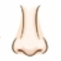 Nose